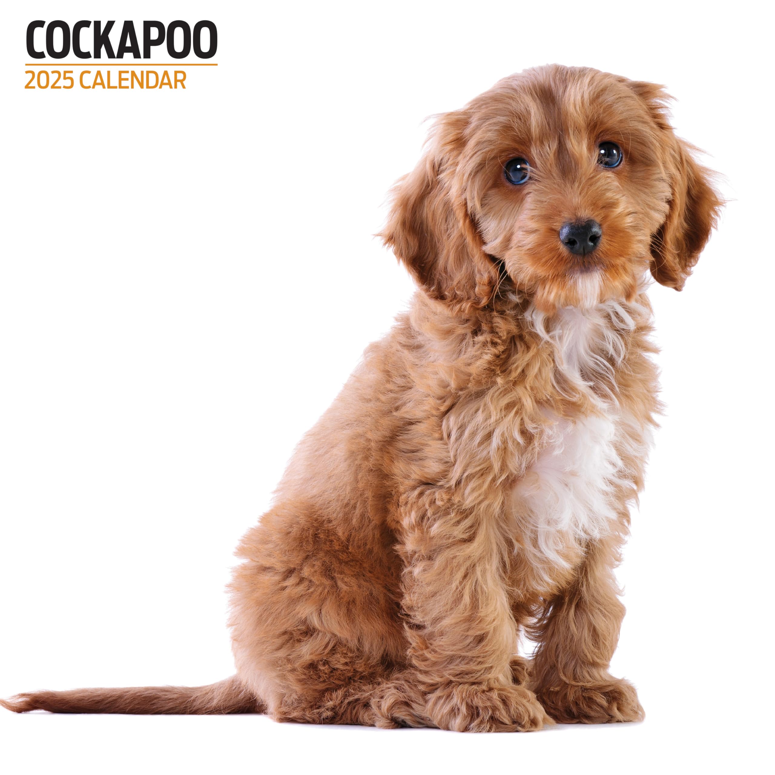 Cockapoo 2025 Modern Calendar