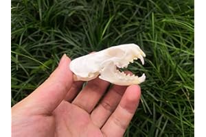 BRANDLESS Racoon Dog Skull,Cat Skull,Coypu Skull,Muskrat Skull,Fox Skull,Raccoon Dog Skull,Mink Skull,Taxiderm Skull Specimen