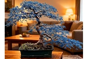 20Pcs Rare Blue Maple Tree Seeds for Bonsai - Ornamental Plants with Blue-Tinted Foliage, Ideal for Garden & Indoor Decor