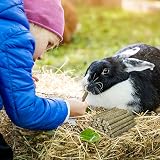 ERKOON 38 Pcs Timothy Grass Chew Sticks for Rabbits and Small Pets view 7