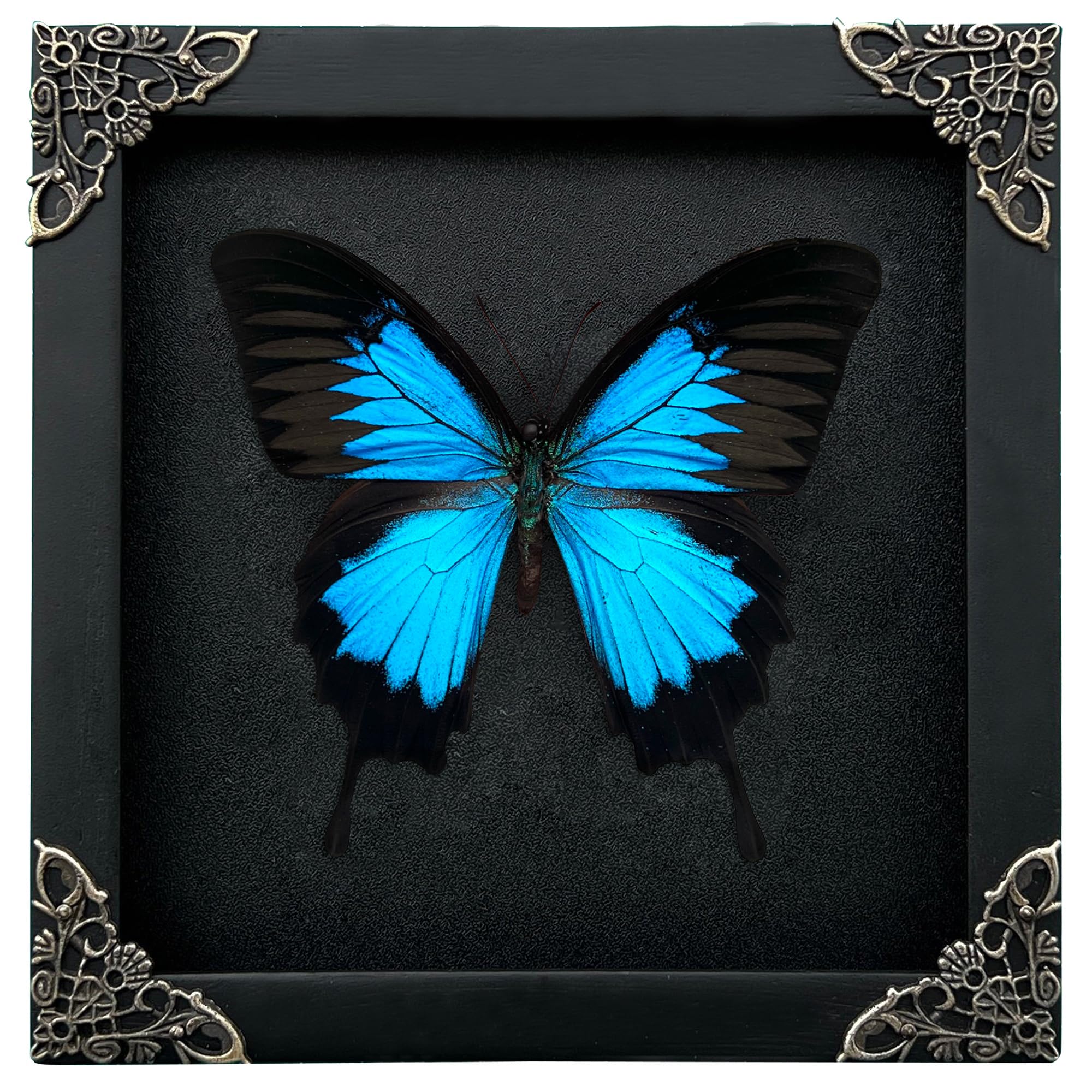 vinatimes Real Framed Blue Swallowtail Butterfly Dried Bug Shadow Box Black Wooden Frame Taxidermy Specimen Display Oddity Tabletop Standable Wall Hanging Home Decor K16-28-DE