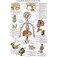 Laminated Endocrine System Anatomical Chart - Endocrine Anatomy Poster (18 x 27)