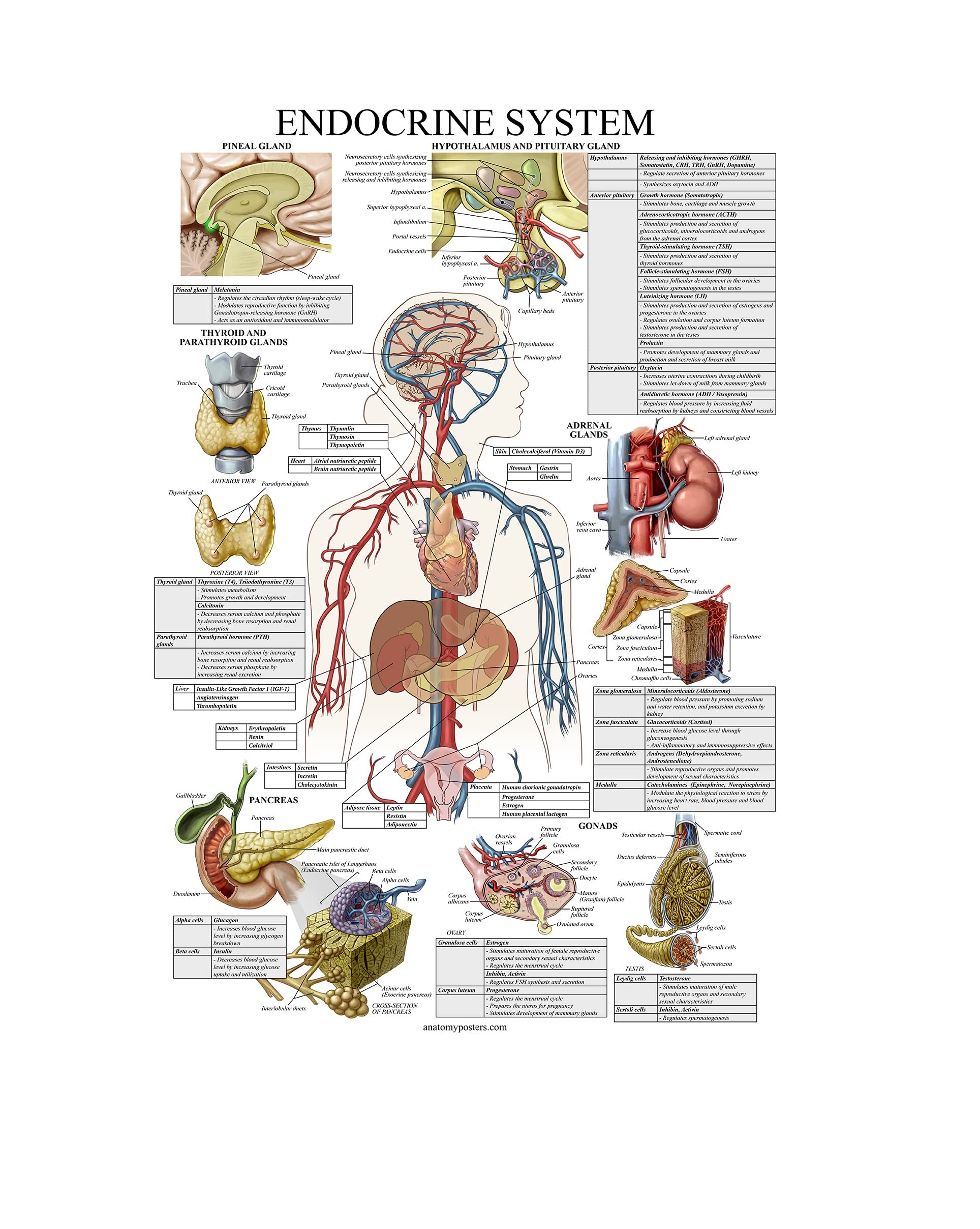 Palace Learning Laminated Endocrine System Anatomical Chart - Endocrine Anatomy Poster (18 x 27)