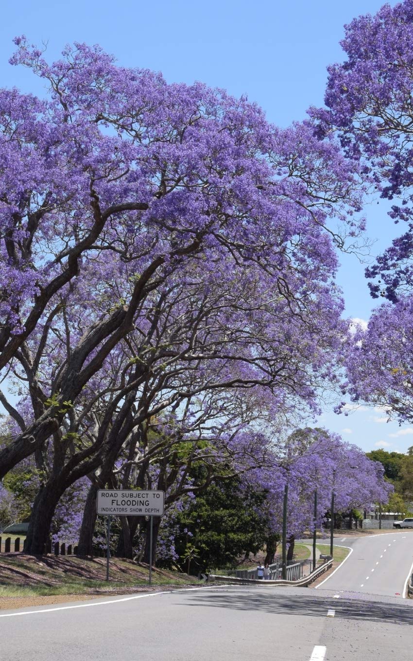 Notebook Jacaranda Trees Queensland Australia Australian Spring Wild Pages Press Amazon Com Books Notebook Jacaranda Trees Queensland Australia Australian Spring Wild Pages Press Amazon Com Books