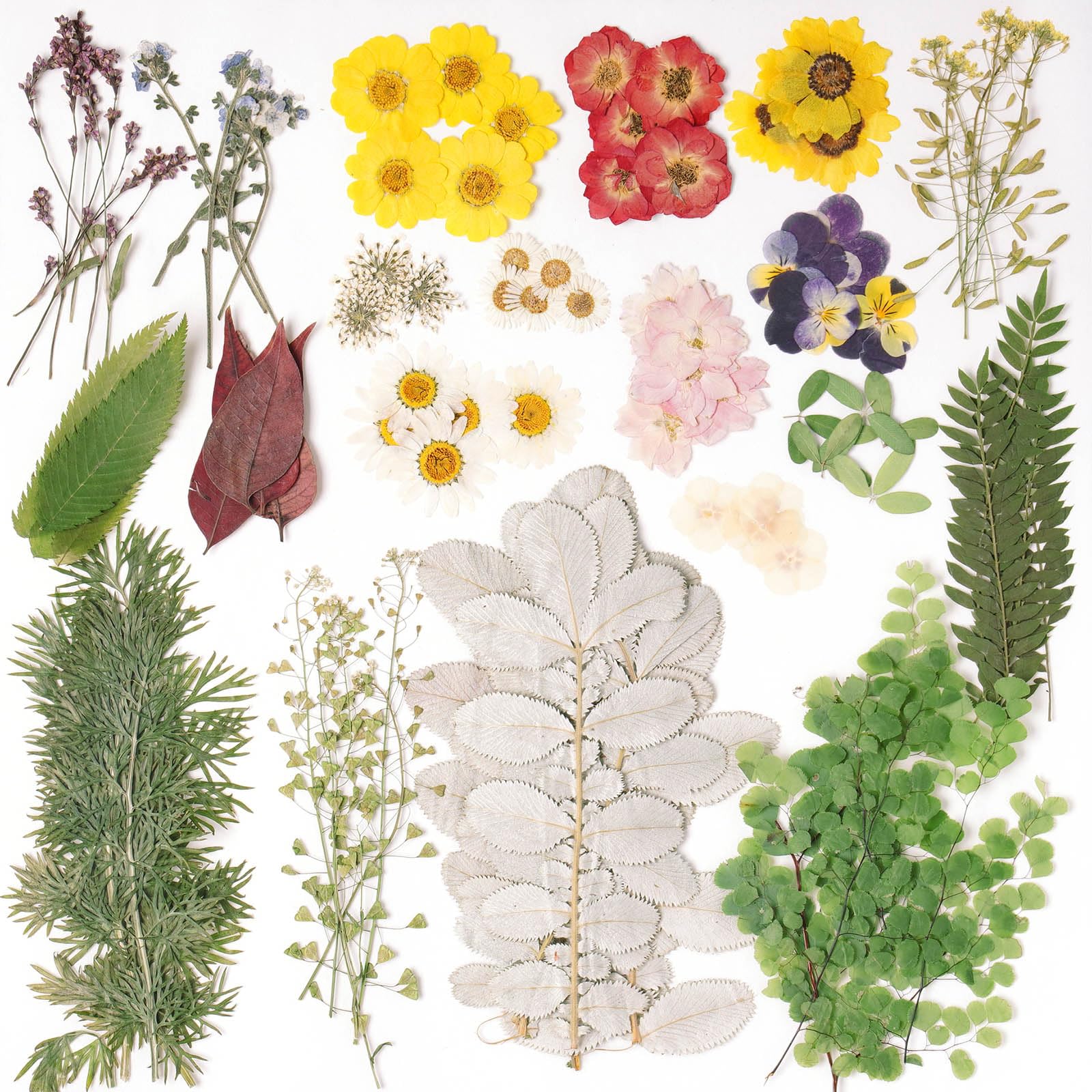 Photo 1 of 100 PCS Real Dried Pressed Flowers Leaves Natural Plant Herbarium for DIY Resin Mold Jewelry Making Craft(Colorful)