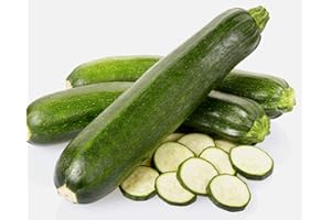 OHIO HEIRLOOM SEEDS Heirloom Zucchini Seeds- Black Beauty Squash- 30+ Seeds