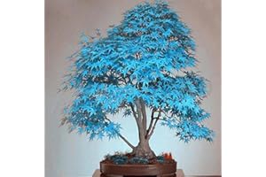 CHUXAY GARDEN Rare Blue Japanese Maple Seed 50 Seeds Ornamental Bonsai Container Plant Deciduous Privacy Screen Plant