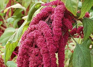 75 アマランサス 花 最高の花の画像