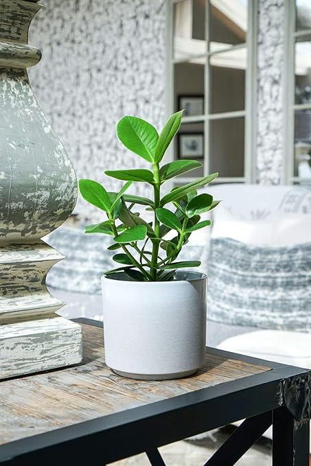 Ivyline Coastal Leon Stone Dove Grey Indoor Plant Pot Planter Flower Pot 16cm Or 12cm 16 Amazon Co Uk Garden Outdoors
