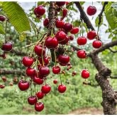 30 Pcs Cherry Seeds Planting for Outdoor Indoor