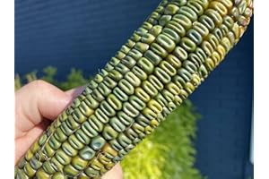 SHERWOODS SEEDS Oaxacan Green Dent Tamale Tortilla Grits Hominy Masa Corn Heirloom Premium Seeds for Planting Packet + More