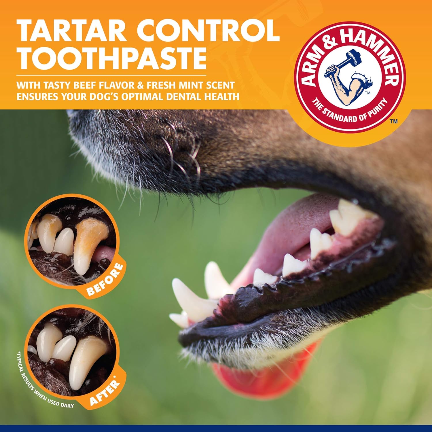 Arm & Hammer for Pets Dog Dental Care Fresh Breath Kit for Dogs : Pet Toothpastes : Pet Supplies