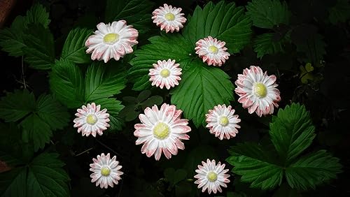 10 Keramikblumen (Margeriten und Gänseblümchen)