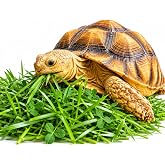 Tortoise Forage Seed Mix &ndash; Grow Fresh Grazing Greens for Sulcata, Russian &amp; Hermann's Tortoises &ndash; Oats, Rye &amp; Alfalfa Blend for Indoor Trays or Outdoor Enclosures &ndash; Non-GMO Seed (1 lb)