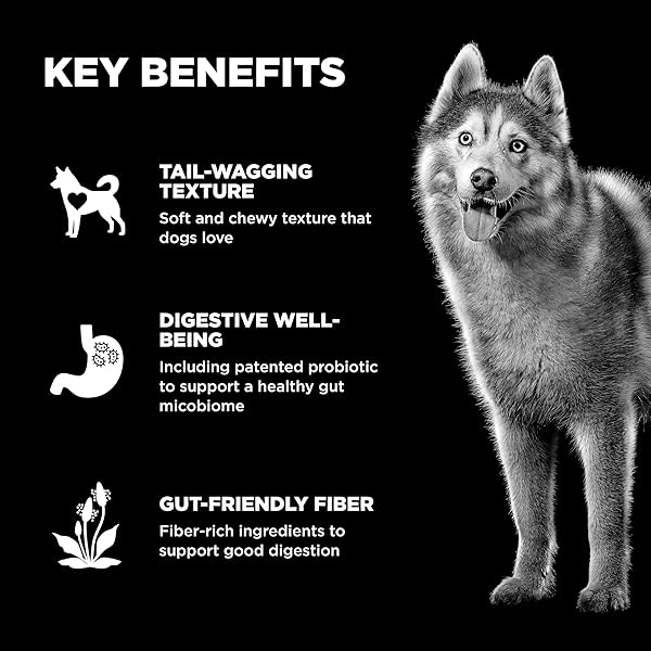 GO! SOLUTIONS DIGESTION + GUT HEALTH SALMON SOFT & CHEWY DOG TREATS, CHICKEN-FREE, HEALTHY SNACKS FOR DIGESTIVE WELLNESS, GREAT FOR TRAINING, FOR PUPPIES, ADULTS & SENIORS, 6 OZ BAG
