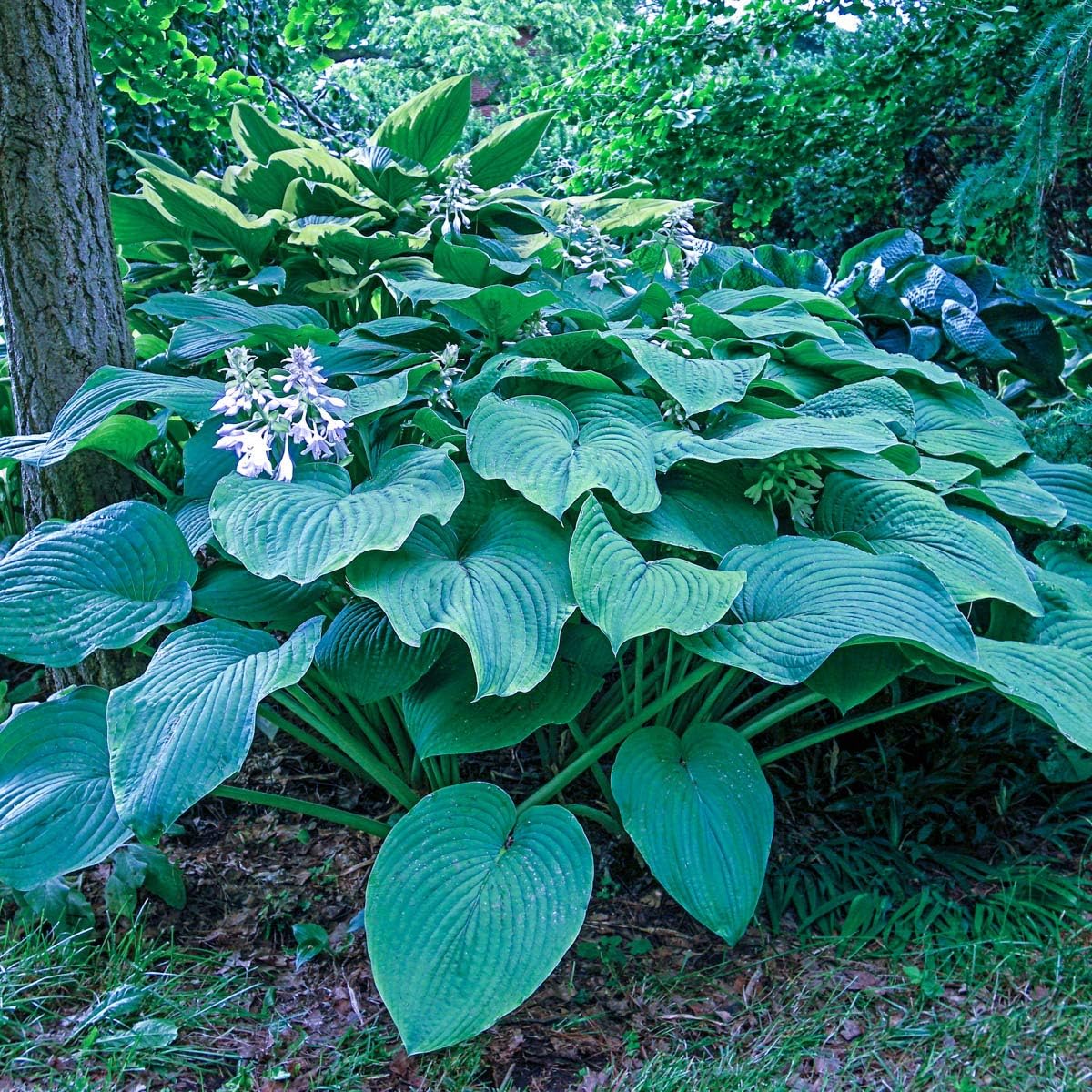 BRECK'S Kingsize Large Leaf Shade Loving Hosta Bring