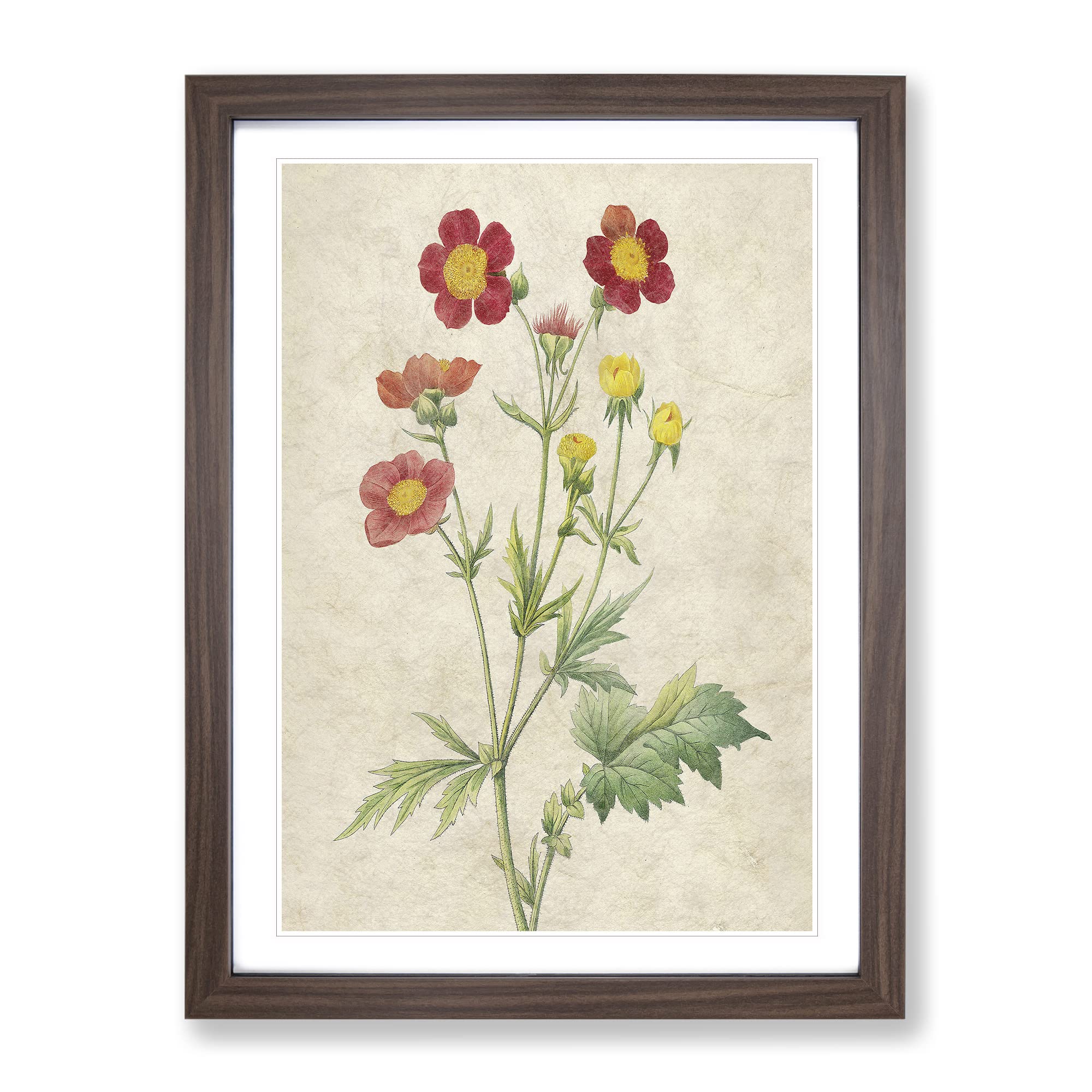 Red Geum Flowers By Pierre Joseph Redoute Vintage Framed Wall Art Print, Ready to Hang Picture for Living Room Bedroom Home Office Décor, Walnut A4 (34 x 25 cm)