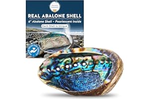 Alternative Imagination Hand Selected Abalone Shell - 6 Inches or Larger - Polished Mother-of-Pearl Interior - Flame-Proof Dish for Incense, Smudge Sticks, Trinkets, Crystal Display & Home Decor