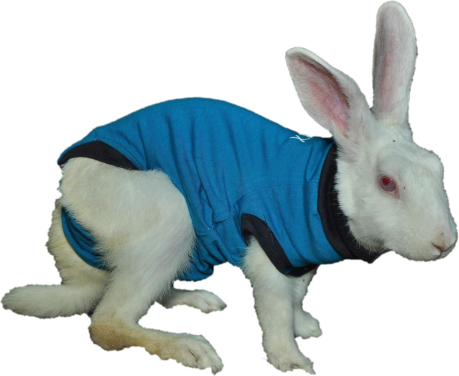 rabbit elizabethan collar