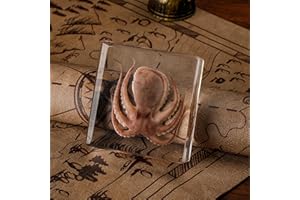 JTAMSKD Taxidermy Octopus Specimen in Resin – Real Preserved Marine Animal Specimen, Oddities Collectible & Gothic Decor for Science Classroom, Unique Halloween, Christmas & Birthday Gift