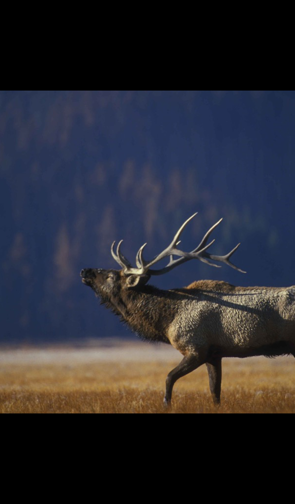 Bull Elk Wallpaper – HD Wallpapers of Bull Elk!:Amazon.co.uk:Appstore