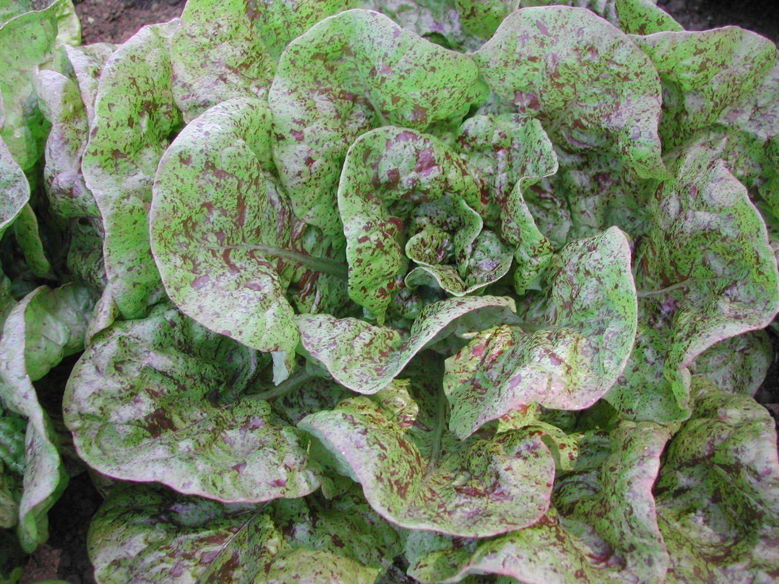 Organic Speckles Butterhead Lettuce Bibb Like 50+ Seeds Amish Heirloom Non-GMO