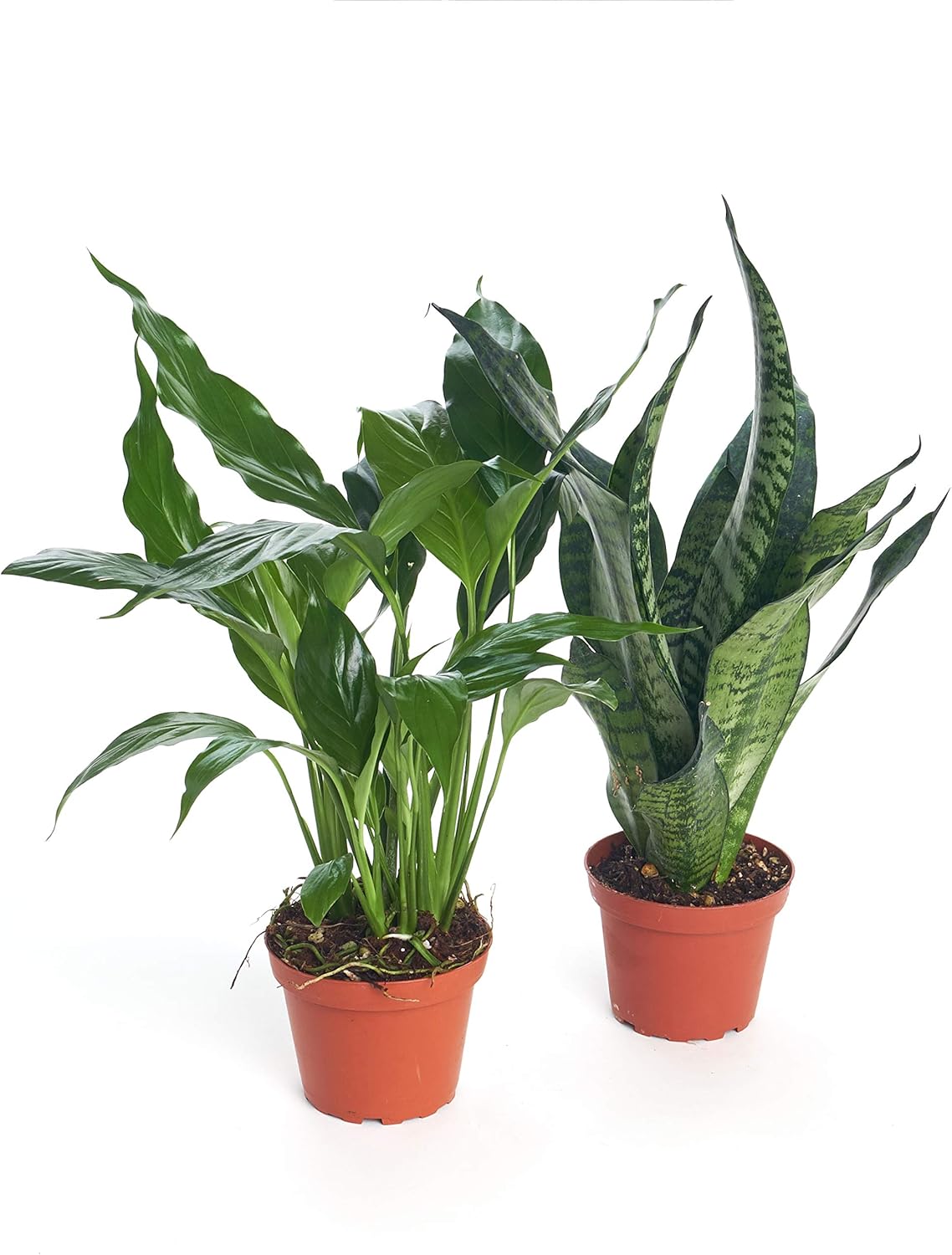 Hand Selected Single Standing Collection Air Purifying Live Zamioculcas Zamiifolia Zz Indoor House Plant In 6 Grow Pot Shop Succulents Patio Lawn Garden Gardening