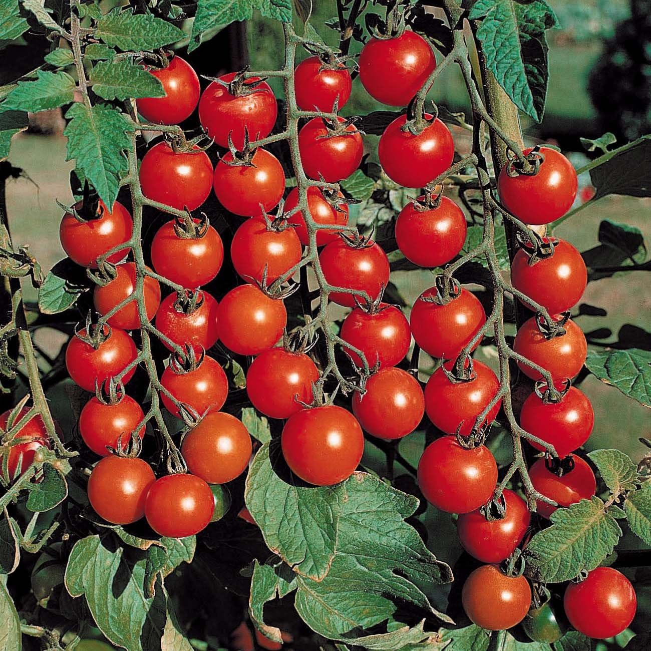 0.3g (Approx.100) Cherry Tomato Seeds "Red Cherry" Ideal for Home Gardens and the Hanging Planters