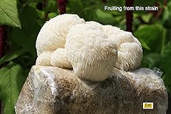 Root Mushroom Farm-Mushroom Liquid Cultures/Lion's