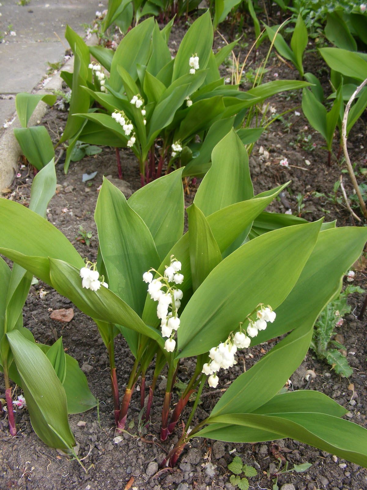 2 X 1 LITRE LILY OF THE VALLEY PLANTS GROWING IN POTS PERENNIAL GARDEN / PATIO / ROCKERY