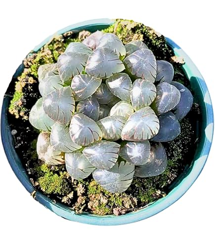 Astrophytum Multicostatum ONZUKA 5 rare cactus exotic succulent plant 50 SEEDS e