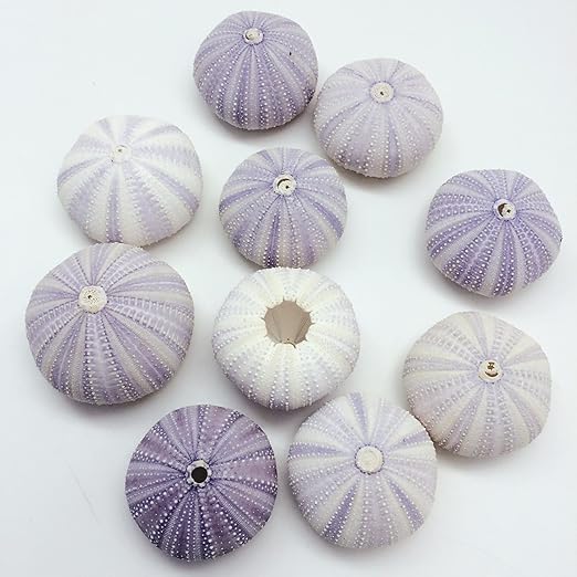 Amazon Com Pepperlonely 12pc Dried Purple Sea Urchins Sea Shells