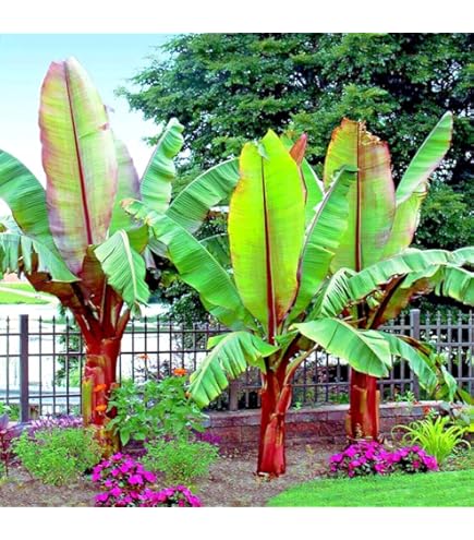 レアバナナ苗 Musa Dwarf Maoli(ドワーフマオリ) 株分け苗 レアバナナ苗 Musa Dwarf Maoli(ドワーフマオリ) 株分け苗