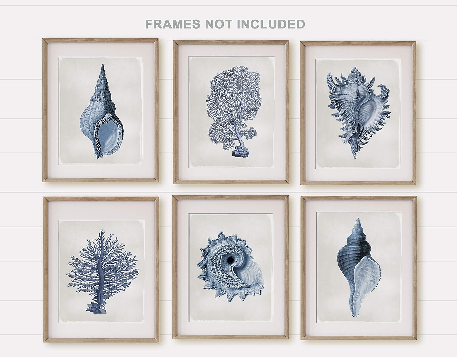 Photographs - Vintage Shell Prints, Beach House Art, Coastal Art, Prints and Canvas, Coral Print, Illustration, Navy, Indigo, UNFRAMED