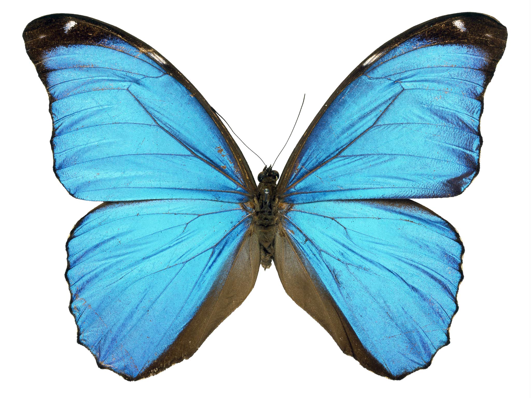 Blue Morpho Butterfly Decal - 6" wingspan