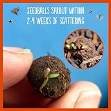 Seedball Poppy Seed Bombs Pack 100 Seed Balls Red Flowers Bees view 6