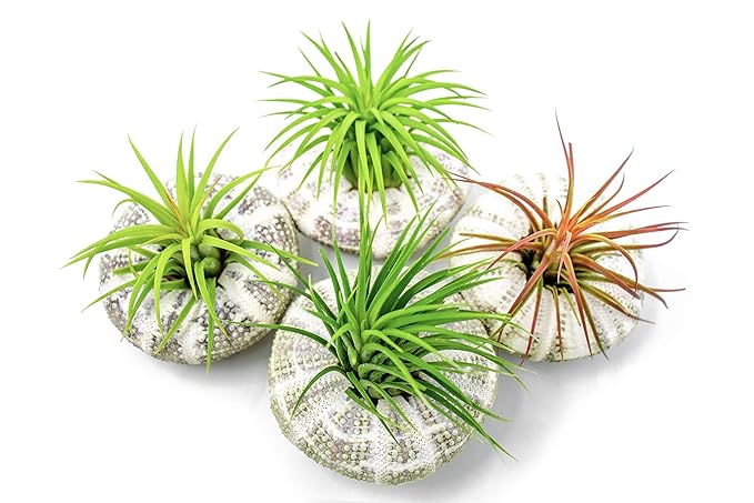 Air Plant Sea Urchin Kit 4 Pack Large Natural Shell Containers