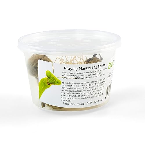 BioLogic Company, Praying Mantis Egg Cases Extra Large