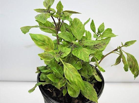 Albahaca Morada Con Raiz Purple Basil Plant With Rooth Amazon Com