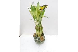 Creative Frogs with 6'' Lucky Bamboo/butterfly Unique Design From Jm Bamboo