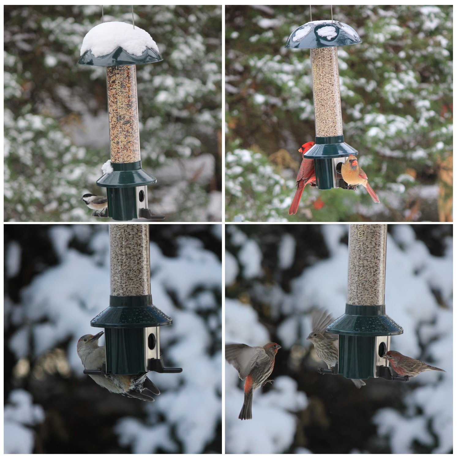 Roamwild PestOff Squirrel Proof Bird Feeder