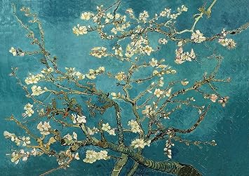 van high top tennis shoes