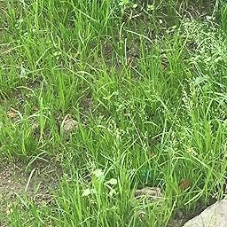 Semillas de Césped - Césped Dichondra Repens 100g - Batlle: Amazon ...