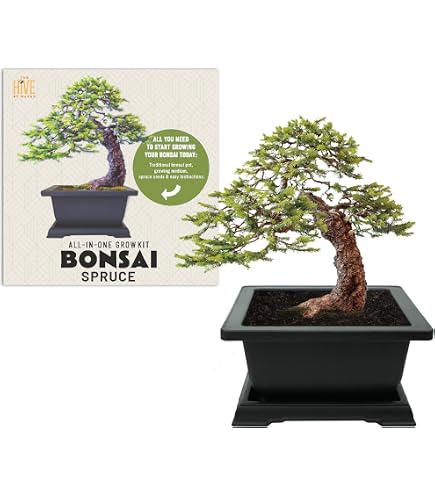 afrikanischer bonsai Bonsai Starter Kit Afrikanischer Blauregen