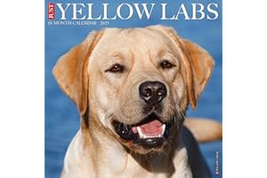 Willow Creek Press Yellow Labs Monthly 2025 Wall Calendar (12" x 12")