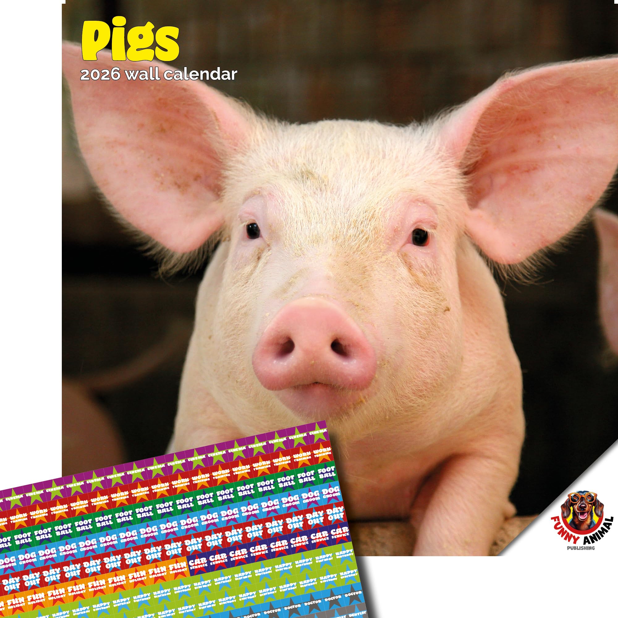 Dayplanner Publishing Pigs Calendar 2026, Large Square Wall Calendar With Organisational Stickers, 16 Month, Pigs Gift Animal Calendar