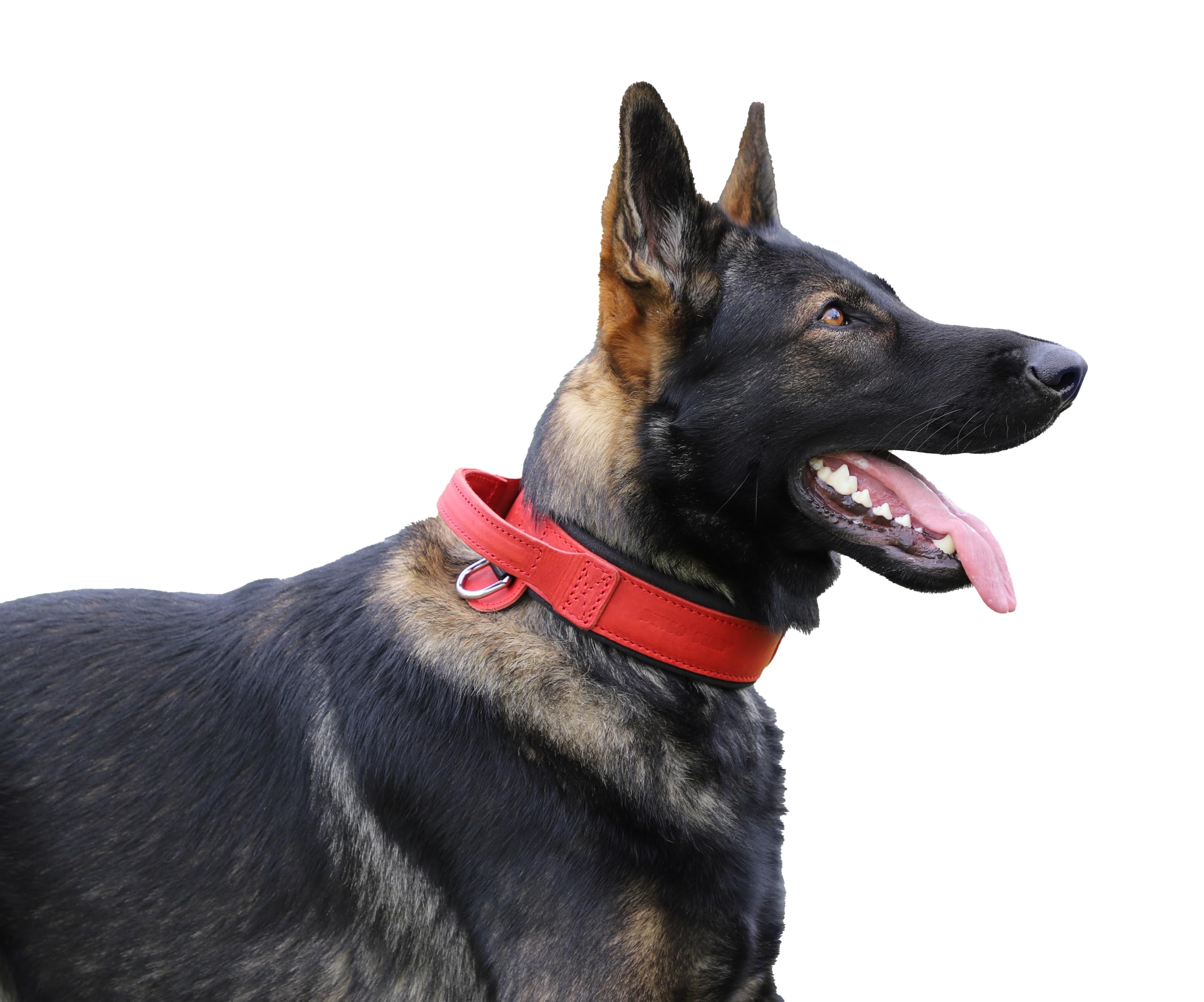 DINGO GEAR Drago Leather Dog Collar, Amortized with Strong Wide Handle, Handmade, Neck Girth 48-56 cm, for Training and Walks, Pull Protection, Soft Padding, Red (S03916)