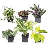 Easy to Grow Houseplants (6 Pack), Live House Plants in Plant Containers, Growers Choice Plant Set in Planters with Potting S