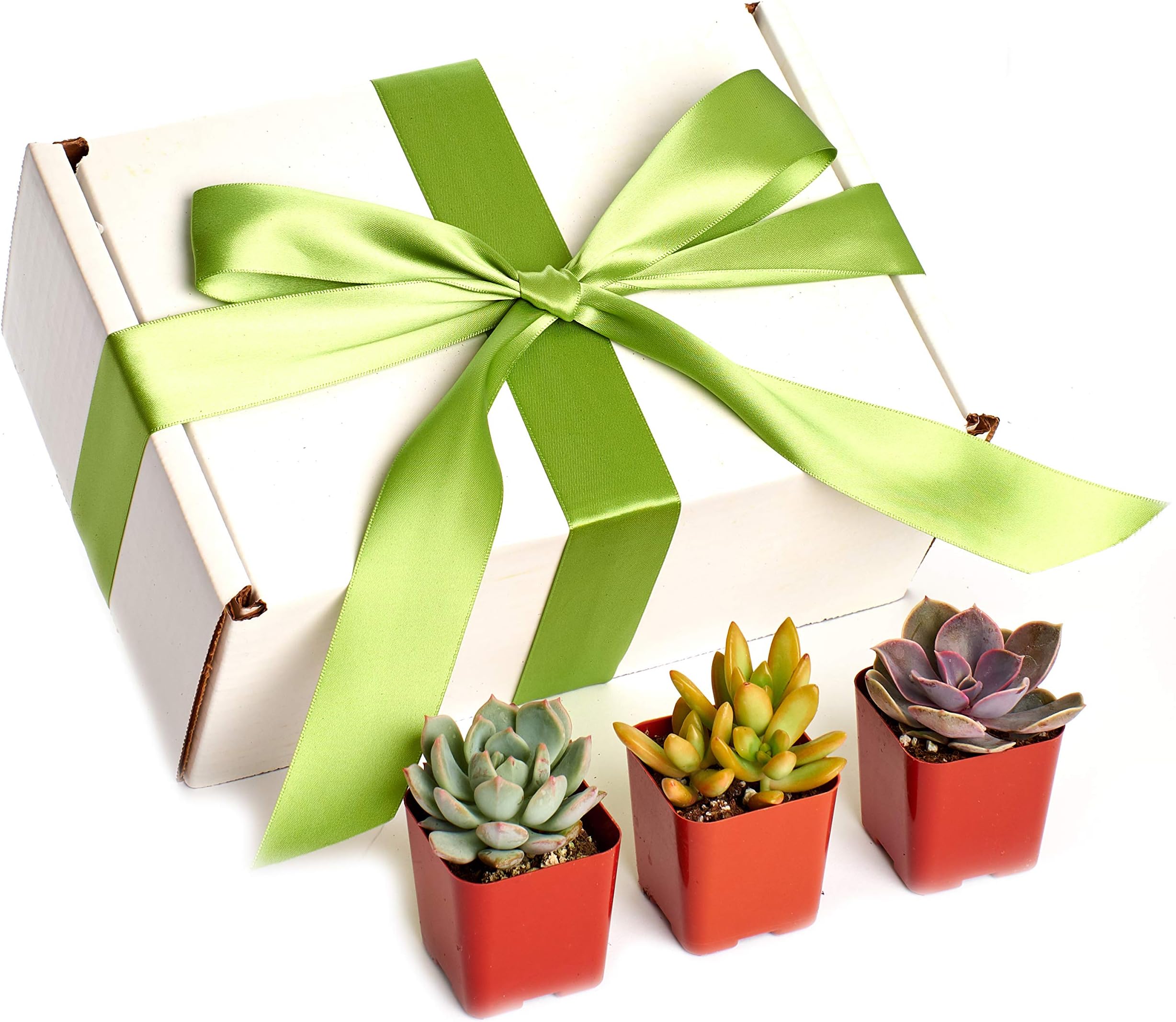 Shop Succulents Rosette 2" Plants in Christmas Gift Box (Pack of 12) -Real Live Potted Succulents, 12-Pack