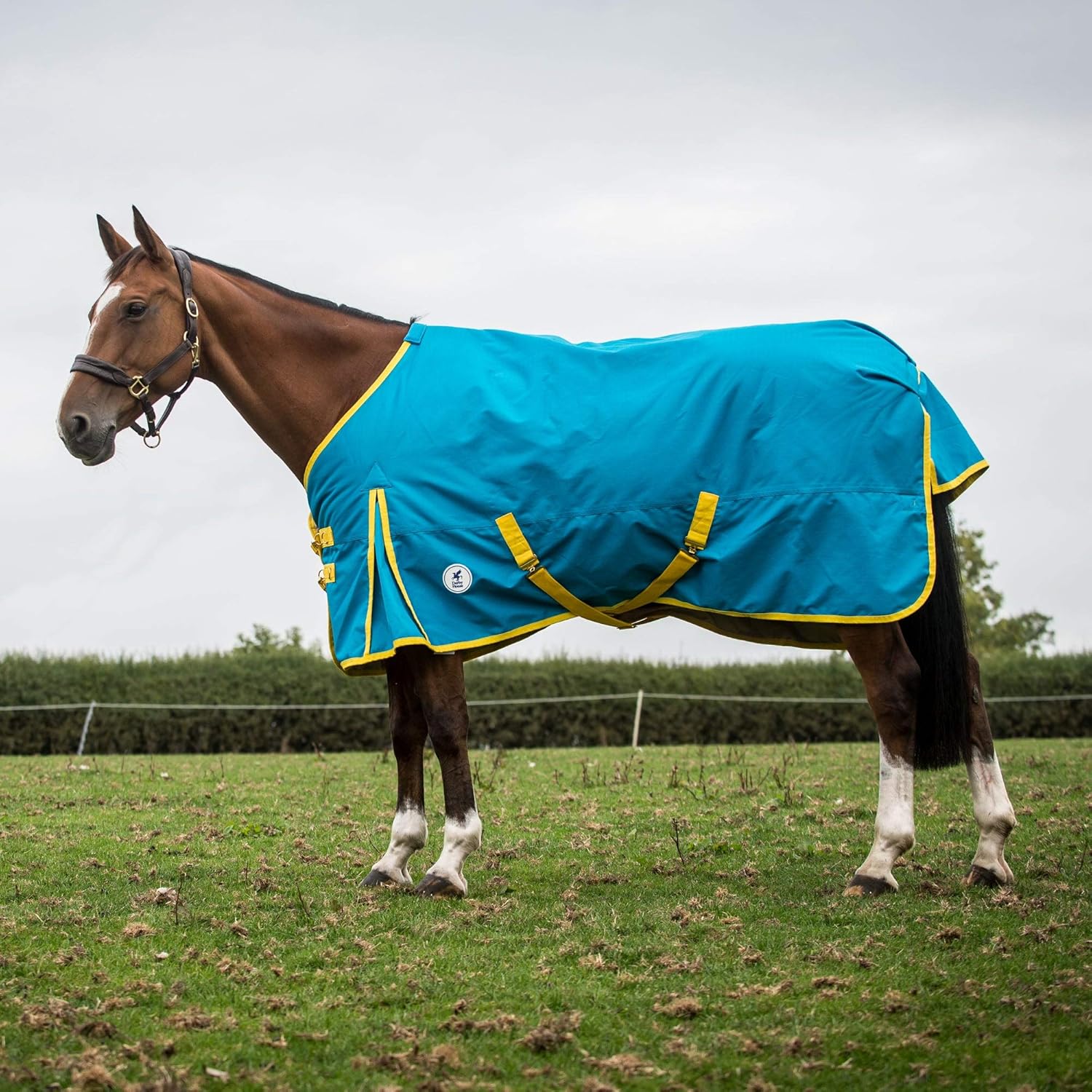 Cheap Horse Rugs Amazon at Candace Lee blog